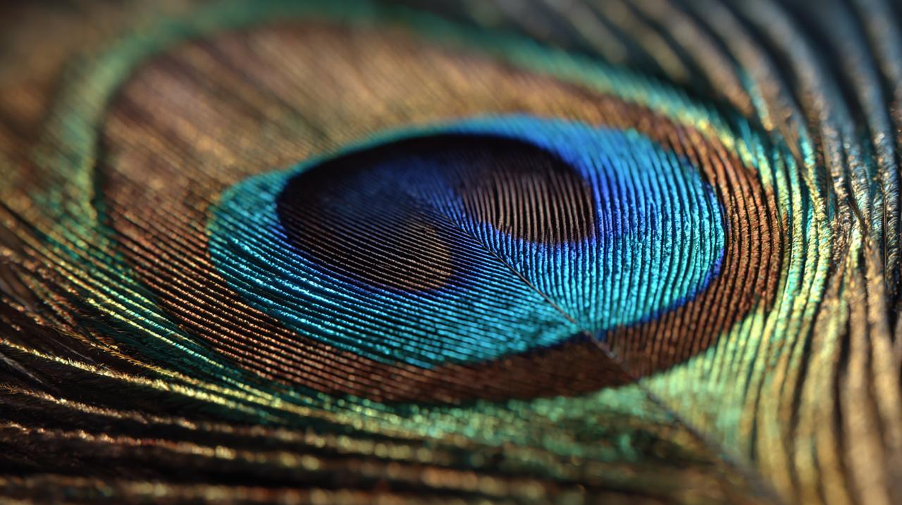Close-up macro de um 'olho' de pena de pavão.