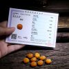 Pulseira de Âmbar de Chifre de Ovelha Tibetana 108 Contas de Mala da Sorte Tibet 108 Mala Sheep Horn Amber Luck Bracelet