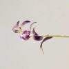 Broche de Orquídea de Seda de Morera Hecha a Mano Handmade Mulberry Silk Orchid Brooch