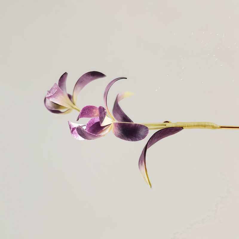 Broche de Orquídea de Seda de Morera Hecha a Mano Handmade Mulberry Silk Orchid Brooch