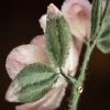 Broche de Flor de Durazno de Seda de Morera Hecha a Mano Handmade Mulberry Silk Peach Blossom Brooch