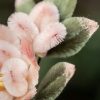 Broche de Flor de Durazno de Seda de Morera Hecha a Mano Handmade Mulberry Silk Peach Blossom Brooch