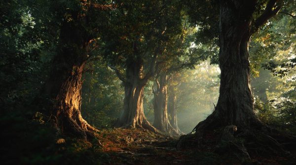 Five majestic trees in a serene forest, symbolizing diverse forms of wisdom.